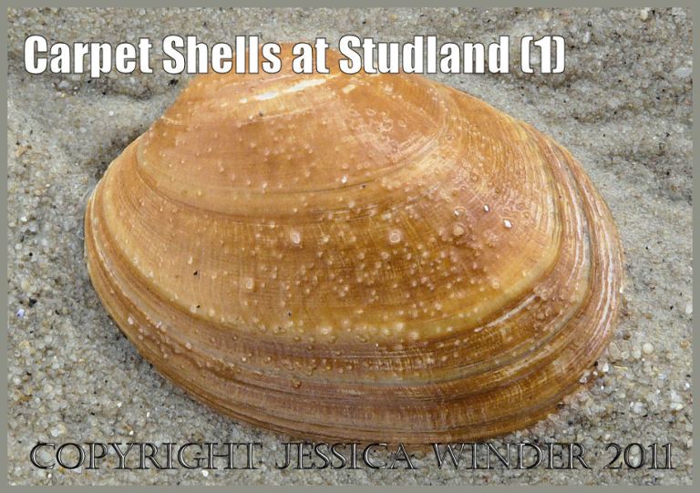 Carpet Shell picture: Pullet Carpet Shell, Venerupis senegalensis (Gmelin), washed ashore at Studland Bay, Dorset, UK on the Jurassic Coast World Heritage Site (P1050491aBlog1)