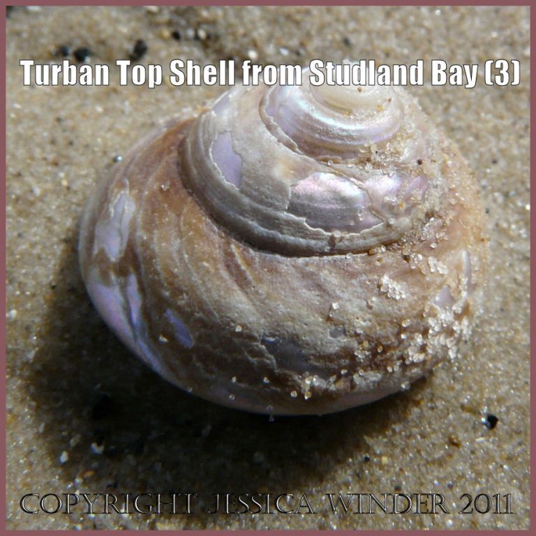 P1060849aBlog3 Empty Turban Top Shell, Gibbula magus (Linnaeus), showing erosion of the outer surface to reveal the inner nacreous layer, found washed ashore on the National Trust owned beach at Studland Bay, Dorset, UK on the Jurassic Coast World Heritage Site (3) Seashell picture: Empty Turban Top Shell, Gibbula magus (Linnaeus), showing erosion of the outer surface to reveal the inner nacreous layer, found washed ashore on the National Trust owned beach at Studland Bay, Dorset, UK on the Jurassic Coast World Heritage Site (P1060849aBlog3)
