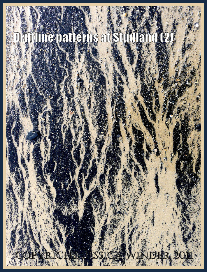 Pattern in nature: Natural black branching pattern of charcoal on the driftline at Studland Beach owned by the National Trust in Dorset, UK on the Jurassic Coast (P1070055aBlog2)