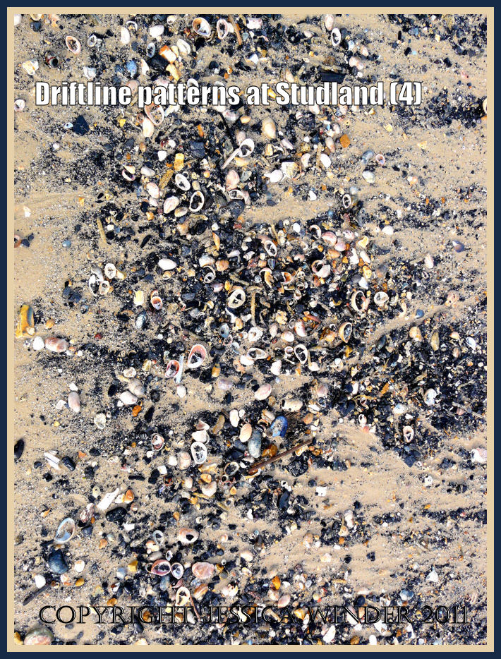 Seashells picture: Seashells and charcoal on the driftline of Studland beach, Dorset, UK, on the Jurassic Coast (P1070067aBlog4)