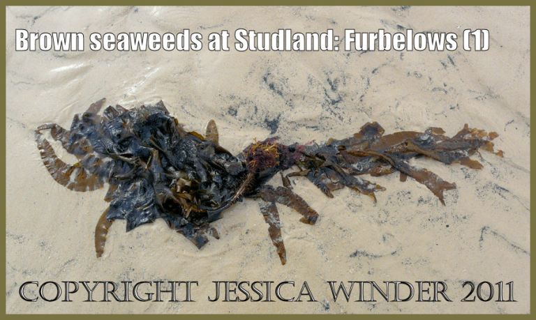 Common British seaweeds picture: Furbelows seaweed, Saccorhiza polyschides, washed ashore onto the sandy beach at Studland Bay, Dorset, UK, on the Jurassic Coast World Heritage Site (P1070086Blog1)
