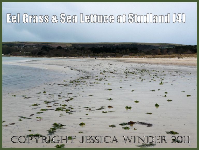 Studland Bay view: Mostly green and red seaweeds scattered across the sandy beach at low tide at Studland Bay, Dorset, UK, March 2009 - part of the Jurassic Coast (P1070105Blog4)