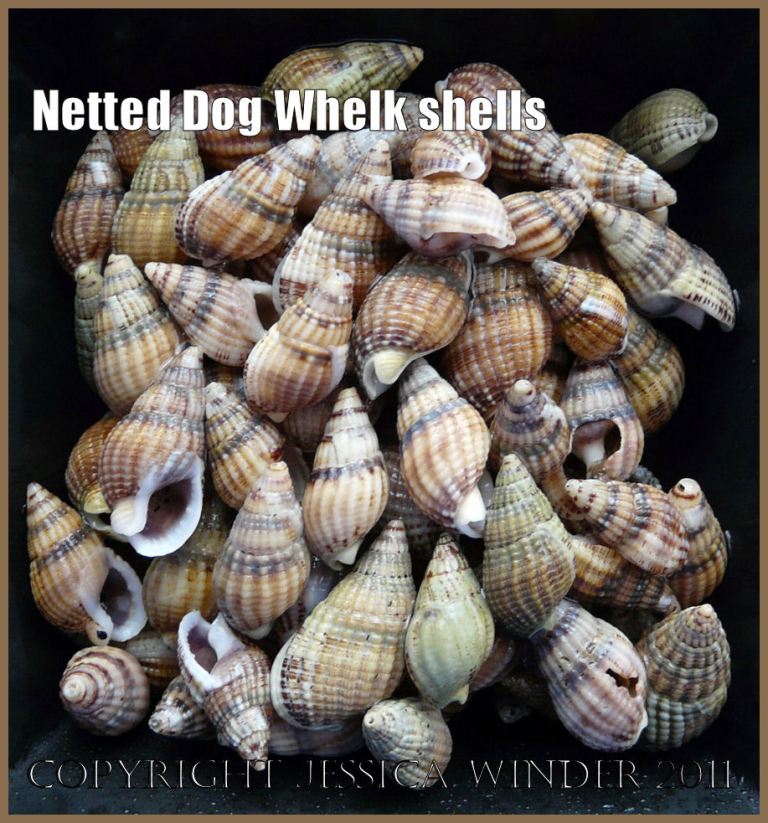 Seashell picture: Netted Dog Whelk shells, Hinia reticulata (Linnaeus), from Studland Bay, Dorset, UK on the Jurassic Coast World Heritage Site - common British seashells (3)