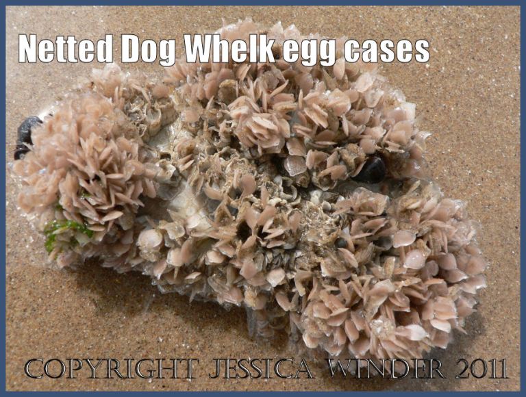 Vase-shaped egg capsules of the Netted Dog Whelk, Hinia reticulata (Linnaeus), on an Otter Shell at Three Cliff Bay, Gower, South Wales, UK (P1070212aBlog2 )