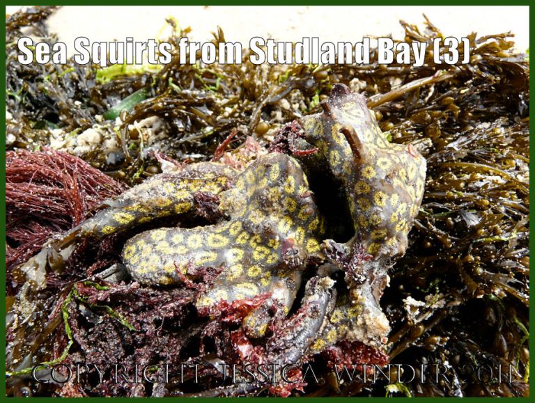 P1080823aBlog3 Lobes of Star Sea Squirt, Botryllus schlosseri (Pallas), attached to a stem of Japweed at Studland Bay, Dorset, UK - part of the Jurassic Coast (3)