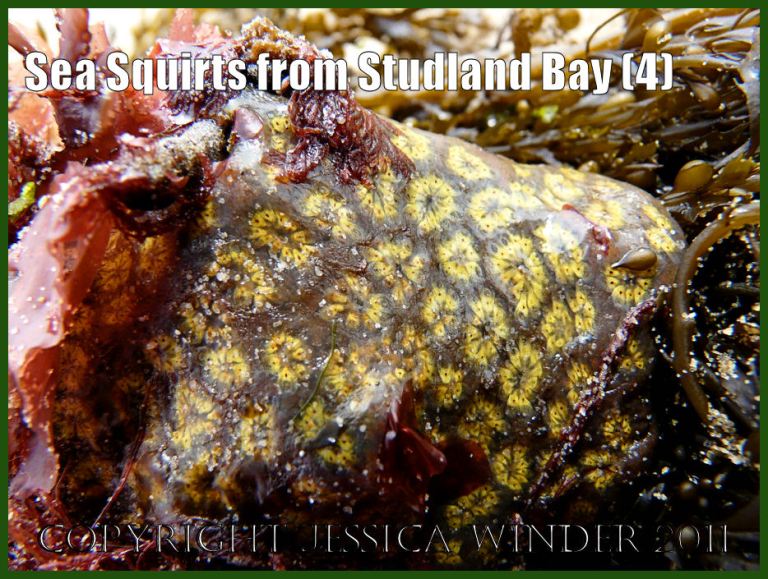 P1080836aBlog4 Star Sea Squirts, Botryllus schlosseri (Pallas), on Japweed at Studland Bay, Dorset, UK - part of the Jurassic Coast (4)