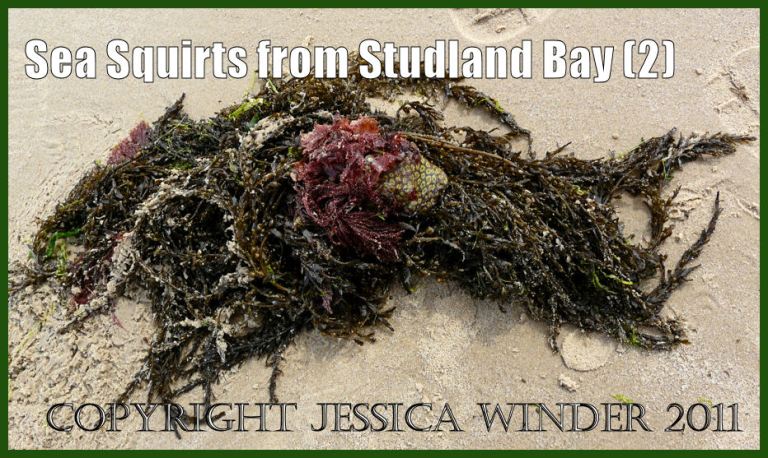 P1080838aBlog2 Star Sea Squirt, Botryllus schlosseri (Pallas), attached to Japweed at Studland Bay, Dorset, UK on the Jurassic Coast (1)