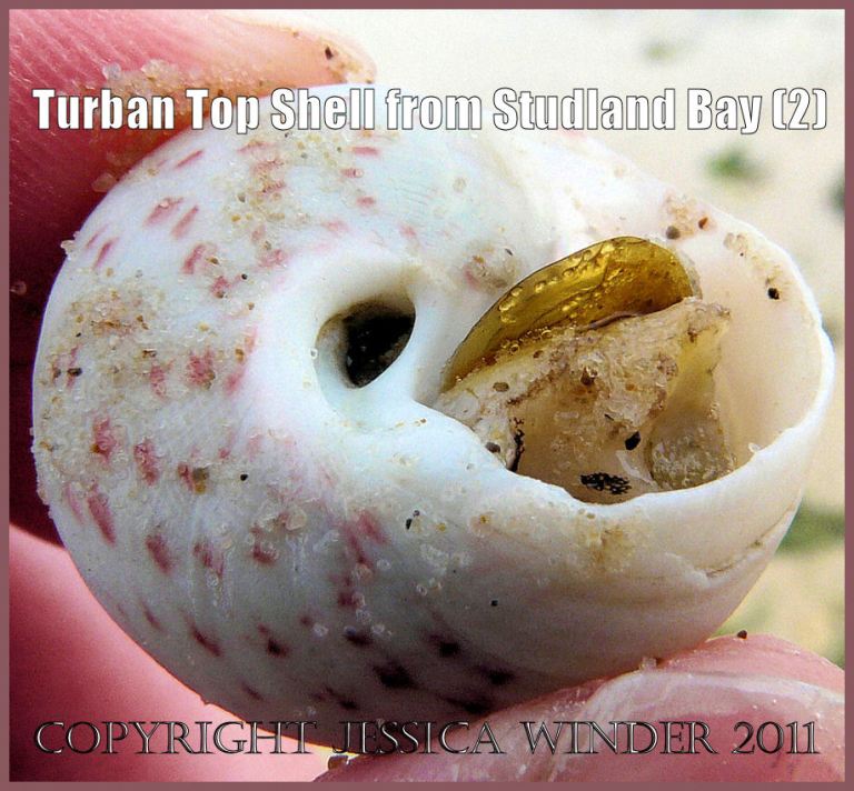 P1080840aBlog2 The underside of a living Turban Top Shell, Gibbula magus (Linnaeus), washed ashore on the National Trust owned beach at Studland Bay, Dorset, UK on the Jurassic Coast World Heritage Site (2) Seashell picture: The underside of a living Turban Top Shell, Gibbula magus (Linnaeus), washed ashore on the National Trust owned beach at Studland Bay, Dorset, UK on the Jurassic Coast World Heritage Site (P1080840aBlog2)