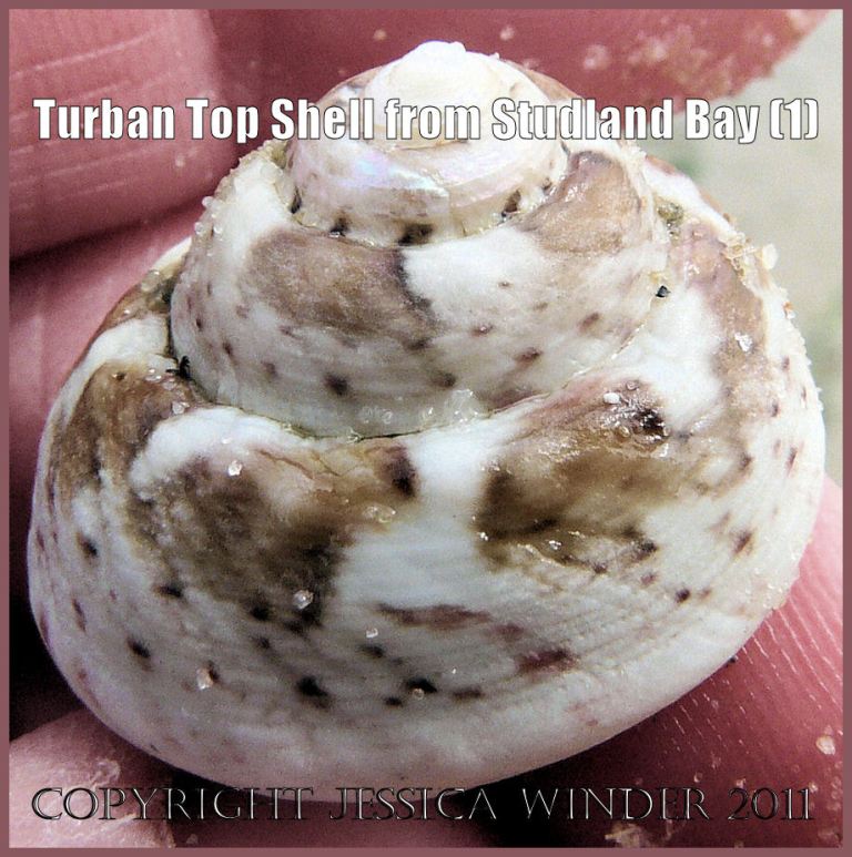 P1080846aBlog1 Living Turban Top Shell, Gibbula magus (Linnaeus), washed ashore on the National Trust owned beach at Studland Bay, Dorset, UK on the Jurassic Coast World Heritage Site (1) Seashell picture: Living Turban Top Shell, Gibbula magus (Linnaeus), washed ashore on the National Trust owned beach at Studland Bay, Dorset, UK on the Jurassic Coast World Heritage Site (P1080846aBlog1)
