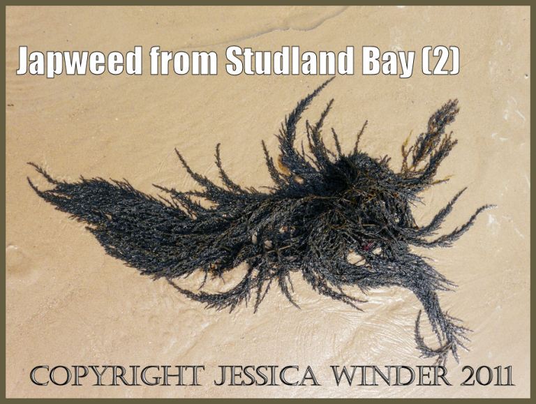 P1080881aBlog2 Japweed, Sargassum muticum (Yendo) Fensholt, washed up in an interesting pattern on the sandy shore of Studland Bay, Dorset, UK on the Jurassic Coast World Heritage Site (2). Seaweed picture: Japweed, Sargassum muticum (Yendo) Fensholt, washed up in an interesting pattern on the sandy shore of Studland Bay, Dorset, UK on the Jurassic Coast World Heritage Site (P1080881aBlog2).