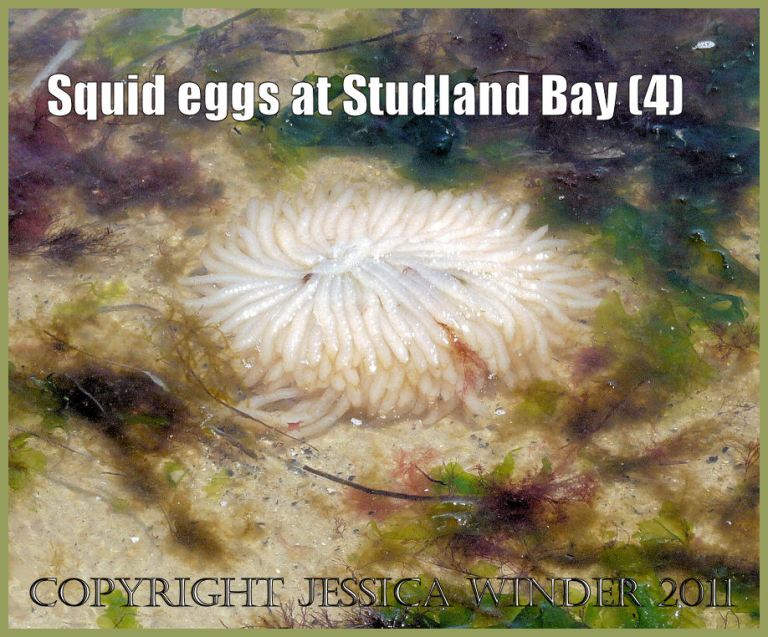 P1090537aBlog4 Egg mass of squid, Loligo sp., floating amongst seaweed on the water's edge at the National Trust owned site of Studland Bay, Dorset, UK on the Jurassic Coast World Heritage Site (4) Image of squid eggs: Egg mass of squid, Loligo sp., floating amongst seaweed on the water's edge at the National Trust owned site of Studland Bay, Dorset, UK on the Jurassic Coast World Heritage Site (P1090537aBlog4)