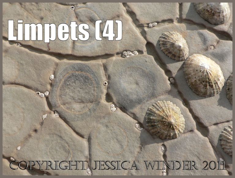 P1090684aBlog4 Living limpets, and circular depressions worn away by limpet occupancy, among the polygonal cracks on the horizontal intertidal rock pavement at Kimmeridge Bay, Dorset, UK on the Jurassc Coast World Heritage Site (4) Limpet pictures: Living limpets, and circular depressions worn away by limpet occupancy, among the polygonal cracks on the horizontal intertidal rock pavement at Kimmeridge Bay, Dorset, UK on the Jurassc Coast World Heritage Site (4)