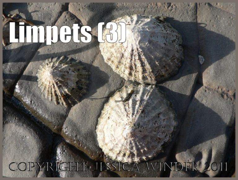 P1090723aBlog3 Living limpets on the cracked, eroding and exposed horizontal rock pavement at Kimmeridge Bay, Dorset, UK on the Jurassic Coast World Heritage Site (3) Limpet pictures: Living limpets on the cracked, eroding and exposed horizontal rock pavement at Kimmeridge Bay, Dorset, UK on the Jurassic Coast World Heritage Site (3)