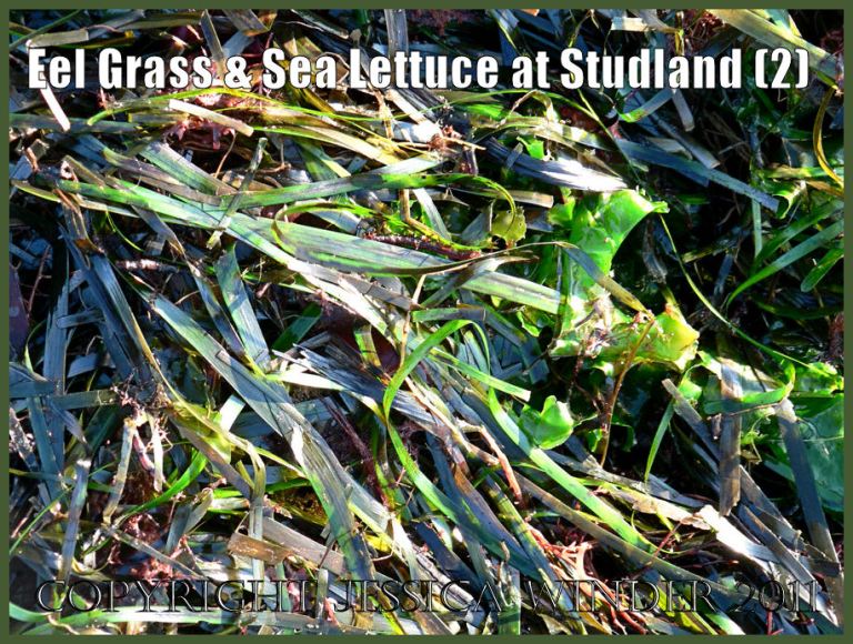 Seaweed photograph: Mostly Eel Grass or Grass Wrack, Zostera marina Linnaeus, from the strandline at Studland Bay, Dorset, UK - part of the Jurassic Coast World Heritage Site (P1110281Blog2).