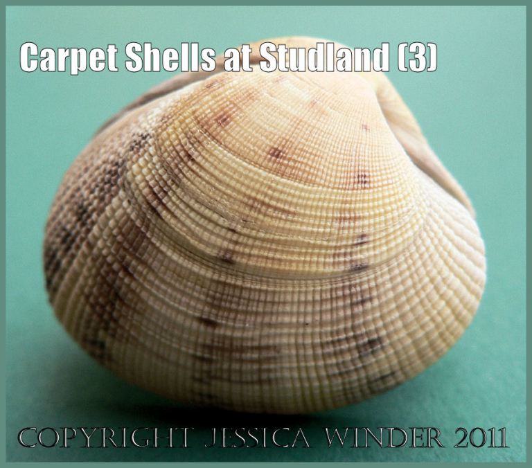 Common British seashell pictures: Chequered Carpet Shell, Tapes decussatus (Linnaeus), washed ashore at Studland Bay, Dorset, UK on the Jurassic Coast World Heritage Site (P1110297aBlog3)