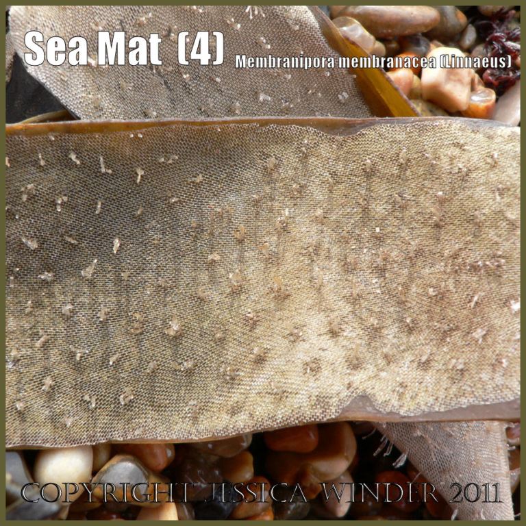 Bryozoa pictures: Bryozoan Sea Mat Membranipora membranacea (Linnaeus) as a lace-like encrustation on strandline kelp at Ringstead Bay, Dorset, UK on the Jurassic Coast World Heritage Site (P1110472aBlog4)