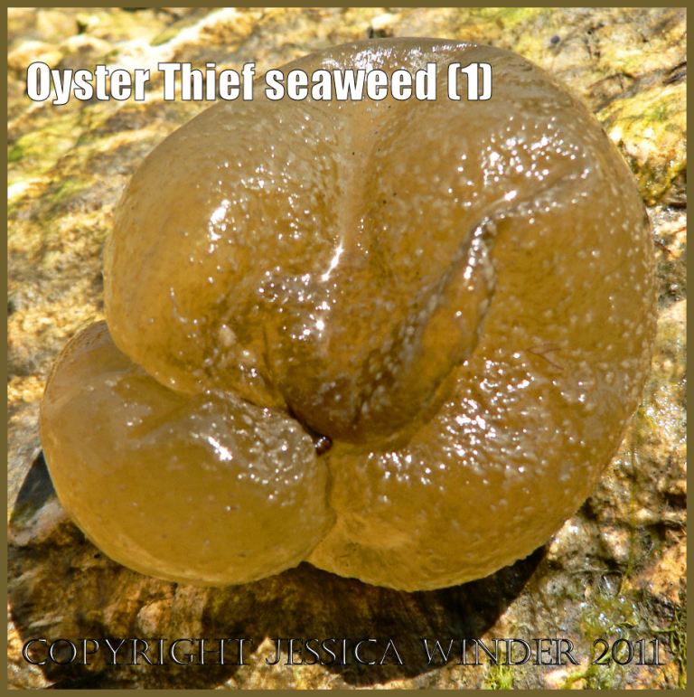 Picture of Oyster Thief seaweed, Colpomenia peregrina Sauvageau, at Ringstead Bay, Dorset, UK on the Jurassic Coast World Heritage Site (P1120589aBlog1)