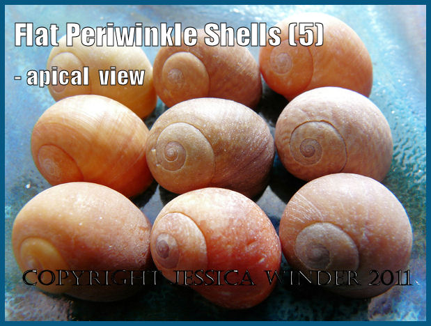 P1240724aBlog5 An arrangement of Flat Periwinkle shells - Littorina obtusata (Linnaeus) - showing the blunt apex, reduced spire, and tumid last whorl, UK (5) P1240724aBlog5 An arrangement of Flat Periwinkle shells - Littorina obtusata (Linnaeus) - showing the blunt apex, reduced spire, and tumid last whorl, UK (5)