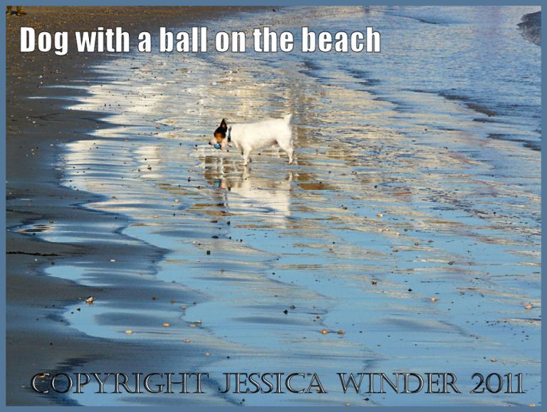 Seaside picture: Small dog reflected in the wet sand as he played with a ball on the beach at seaside town of Weymouth, Dorset, UK on the Jurassic Coast (P1460380aBlog1)