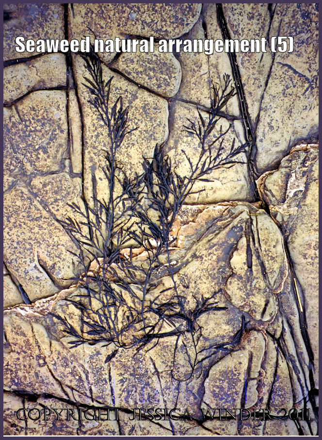 Weed2KimMar05aBlog5 Natural arrangement of Sea Oak seaweed dried onto limestone rock pavement, Kimmeridge, Dorset, UK, on the Jurassic Coast World Heritage Site (5)