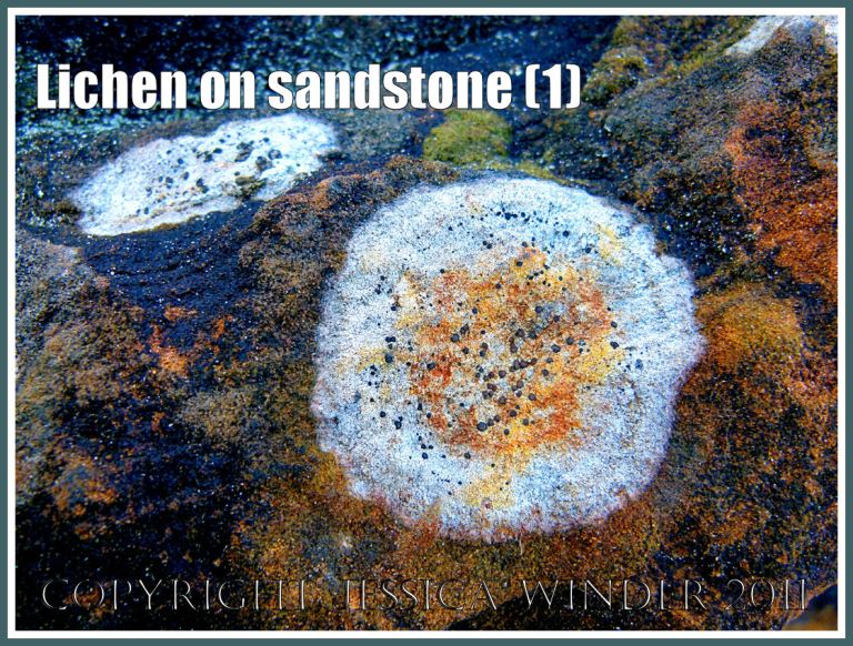 Lichen on sandstone: Lichens on a weathered sandstone boulder at South Beach, Studland Bay, Dorset, UK, on the Jurassic Coast World Heritage Site (1)