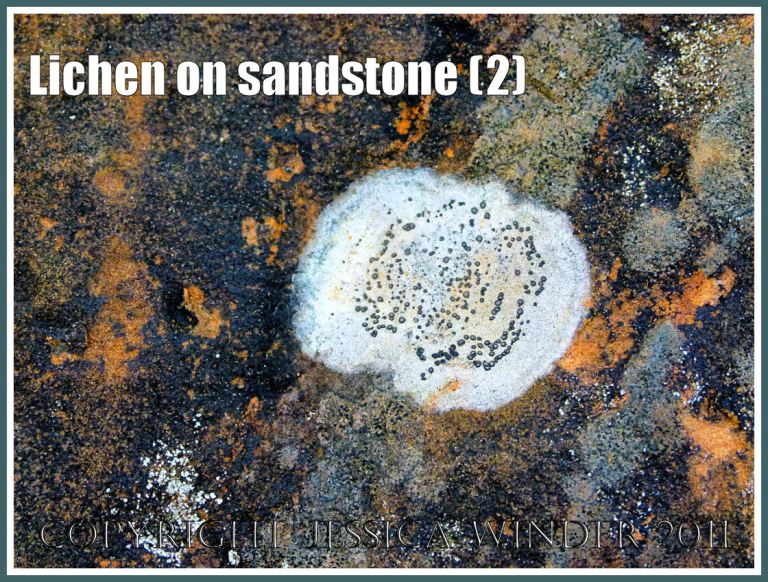 Crustose lichen on high shore rock: Lichens on a weathered sandstone boulder at South Beach, Studland Bay, Dorset, UK, on the Jurassic Coast World Heritage Site (2)