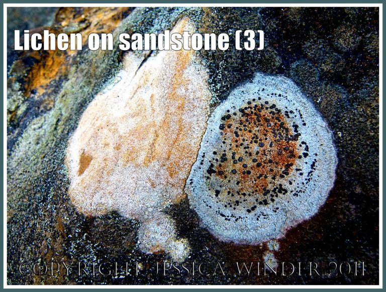 Crustose seashore lichens on a weathered sandstone boulder at South Beach, Studland Bay, Dorset, UK, on the Jurassic Coast World Heritage Site (3)