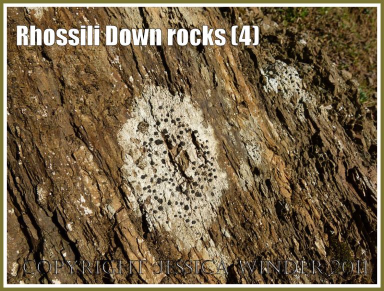 Rhossili rock strata: Lichen growing on narrow layers of fine-grained shale-like rock on the lower west face of Rhossili Down, Gower, South Wales, UK (4)