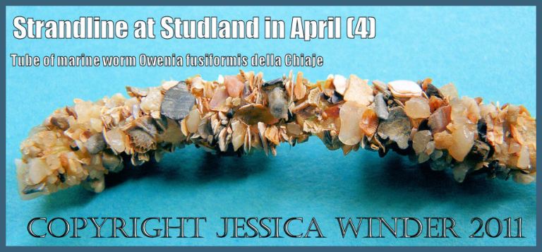 P1050846aBlog4 Tube of Owenia fusiformis delle Chiaje from the strandline at Studland Bay, Dorset, UK - part of the Jurassic Coast (4) Marine worm tube image: Tube of Owenia fusiformis delle Chiaje from the strandline at Studland Bay, Dorset, UK - part of the Jurassic Coast (P1050846aBlog4)