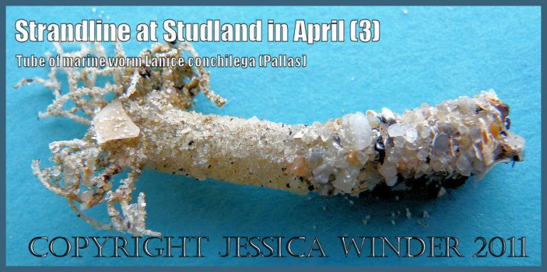 P1090801aBlog3 Tube of the Sand Mason marine worm, Lanice conchilega (Pallas) from Studland Bay, Dorset, UK - part of the Jurassic Coast World Heritage Site (3) Tube of sand grains: Tube of the Sand Mason marine worm, Lanice conchilega (Pallas) from Studland Bay, Dorset, UK - part of the Jurassic Coast World Heritage Site (P1090801aBlog3)