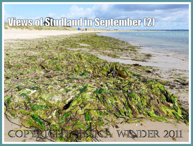 Studland Bay seaweed picture: View of Studland Beach looking east, Dorset, UK, Jurassic Coast, 4 September 2009, showing continuous bank of multi-coloured seaweed (P1150426aBlog2)