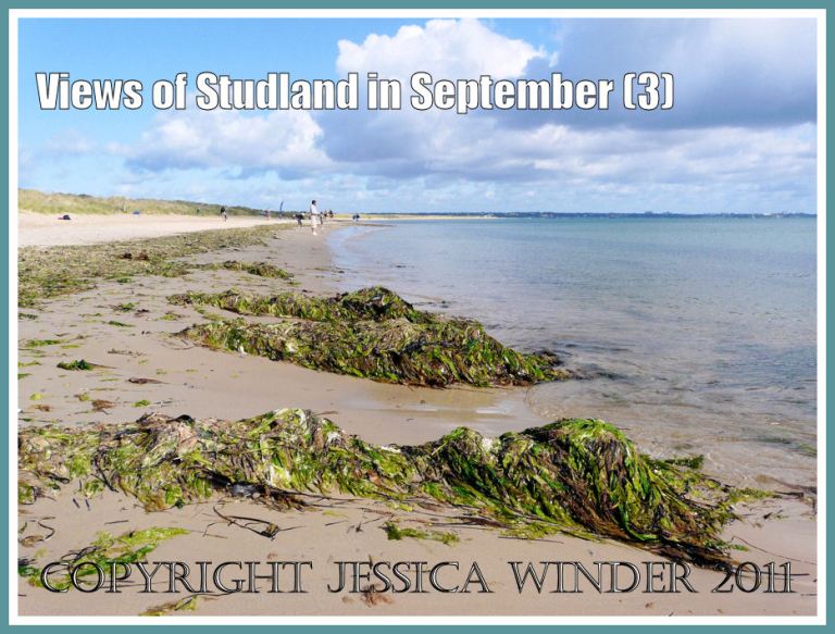 Seaweed on sandy beach: View looking east at Studland Beach, Dorset, UK, Jurassic Coast, 4 September 2009, showing discontinuous bank of multi-coloured seaweed (3)
