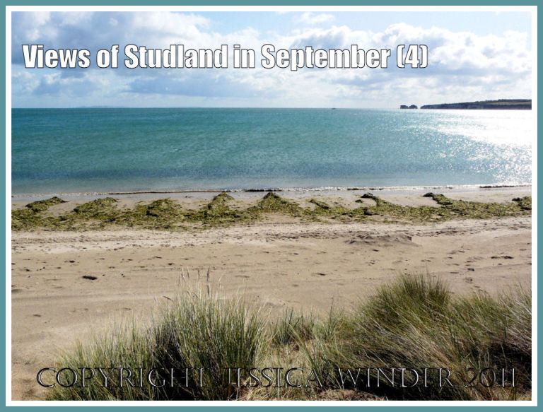 Strandline seaweed pattern: View looking south from Studland Beach, Dorset, UK, Jurassic Coast, 4 September 2009, showing crenellated pattern on a strip of strandline seaweed (P1150453aBlog4)