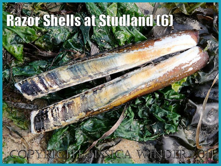 Seashell picture: An empty Pod Razor Shell lying on green seaweed at Studland Bay, Dorset, UK - part of the Jurassic Coast (P1160889bBlog6)