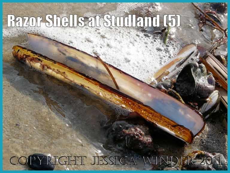 Razor Clam shell image: An empty Pod Razor Shell lying in sea foam at the edge of a drift of shells on the sand at Studland Bay, Dorset, UK - part of the Jurassic Coast (P1160919bBlog5)