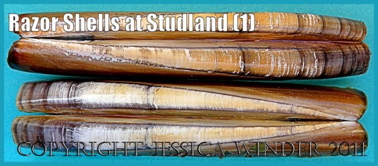 Seashells photograph: Empty Pod Razor Shells, Ensis siliqua (Linnaeus), from Studland Bay, Dorset, UK, on the Jurassic Coast World Heritage Site (P1170022bBlog1)