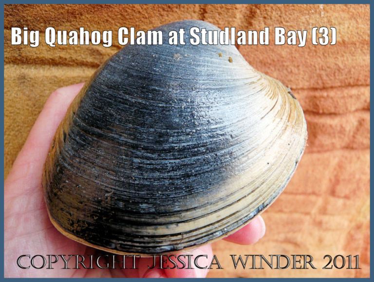 Quahog photograph: A large Quahog clam, an introduced species to Britain, viewed from the right side, at South Beach, Studland Bay, Dorset, UK - part of the Jurassic Coast (3)