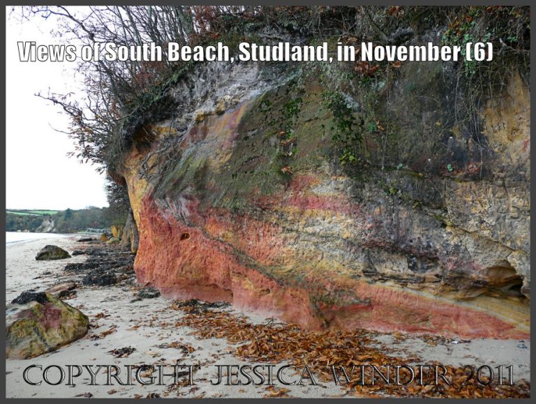 Coloured cliff strata with bare overhanging trees at South Beach, Studland, Dorset, UK - part of the Jurassic Coast (6)