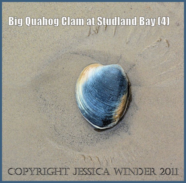 The living Quahog clam as it was found washed up on the sand at South Beach, Studland Bay, Dorset, UK (4)