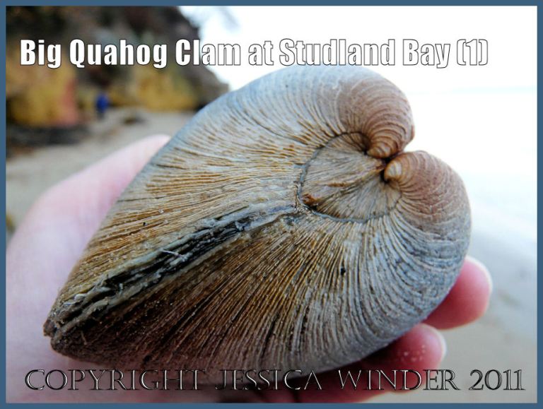 Seashell picture: A large Quahog clam, an introduced species to Britain, viewed from the anterior end and showing the heart-shaped lunule, at South Beach, Studland Bay, Dorset, UK - part of the Jurassic Coast (1)