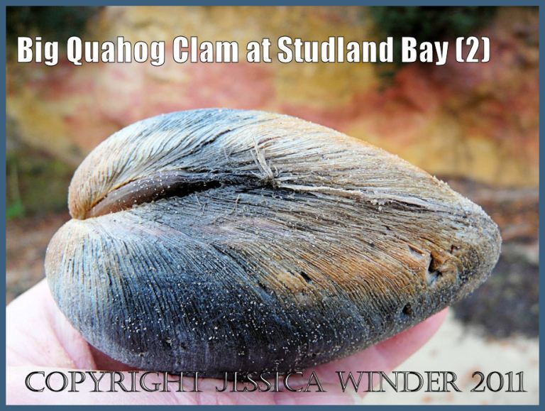 Studland Bay seashells: A large Quahog clam, an introduced species to Britain, viewed from the posterior end and showing the external ligament, at South Beach, Studland Bay, Dorset, UK - part of the Jurassic Coast (2)