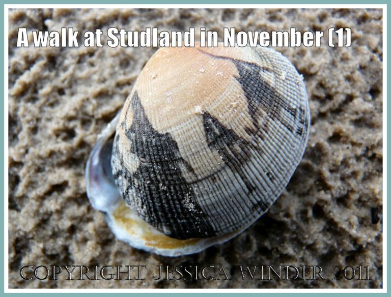 Seashell picture: Manilla Clam with graphic black zig-zag markings, on rain-pocked sand, Studland, Dorset, UK - part of the Jurassic Coast, 27 November 2009 (1)