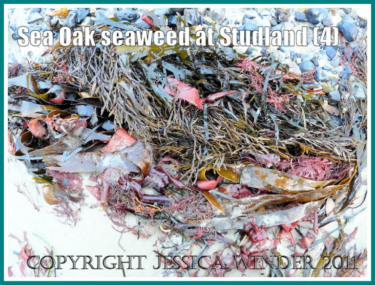 Studland Bay seaweed: Sea Oak seaweed entangled with other brown and red seaweeds on the strandline at Studland Bay, Dorset, UK - part of the Jurassic Coast (4)