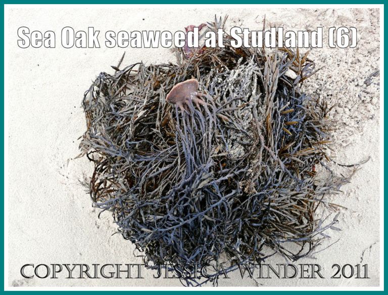 Studland Bay seaweed: Sea Oak seaweed in a heap at low tide level on the sandy beach at Studland Bay, Dorset, UK - part of the Jurassic Coast (6)