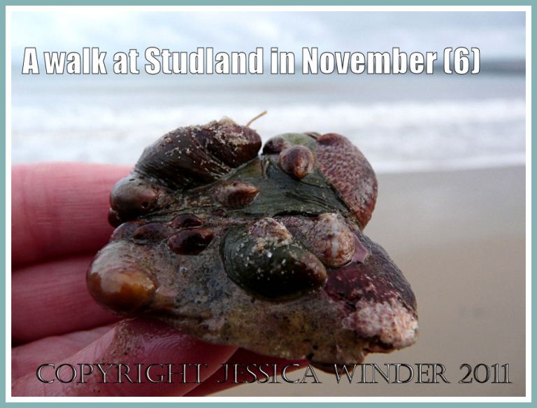 Seashells picture: A cluster of living Slipper Limpets found on Knoll Beach, Studland, Dorset, UK - part of the Jurassic Coast - 27 November 2009 (6)