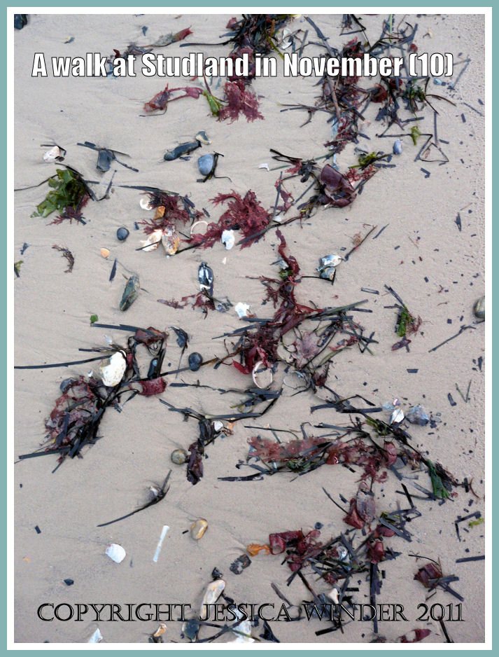 Strandline picture: Seaweed and shells on the new wet sandy strandline at Knoll Beach, Studland, Dorset, UK - part of the Jurassic Coast - 27 November 2009 (10)