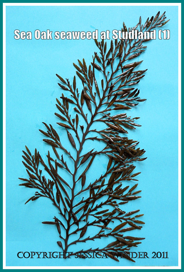 Seaweed picture: Sea Oak seaweed arranged on a blue background. From Studland Bay, Dorset, UK - part of the Jurassic Coast (1)