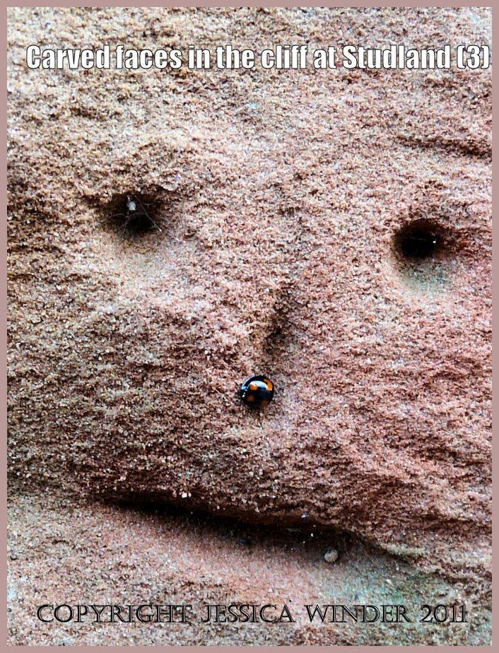 P1200868bBlog3 Detail of a face carved in the cliff showing a Two-Spot Ladybird sheltering in the groove representing the nose, South Beach, Studland, Dorset, UK - part of the Jurassic Coast (3) Detail of a face carved in the cliff showing a Two-Spot Ladybird sheltering in the groove representing the nose, South Beach, Studland, Dorset, UK - part of the Jurassic Coast (3)