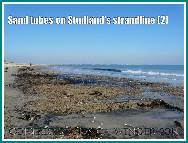 Studland Bay strandline with sand tubes: The strandline with piles of empty yellow sand-tubes at Studland Bay, Dorset, UK - part of the Jurassic Coast (2)