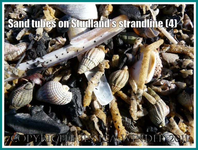 Strandline at Studland Bay: Detail of the strandline showing sand tubes from marine worms, empty Razor Shells, Netted Whelks, and water-worn coal, at Studland Bay, Dorset, UK - part of the Jurassic Coast (4)
